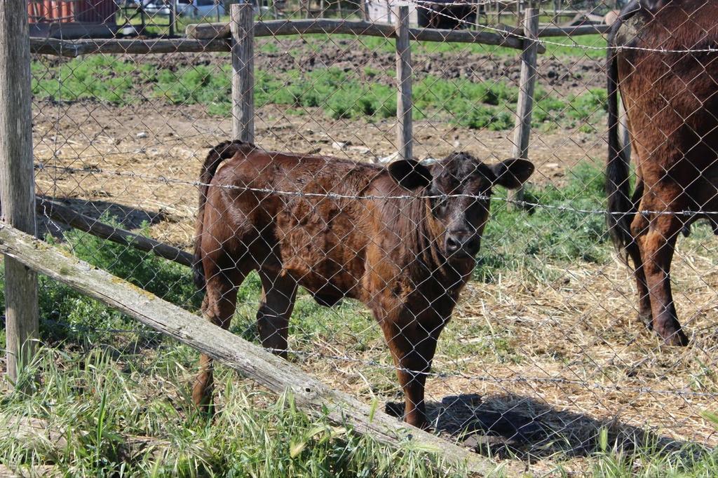 Podere Del Gesso タルクイーニア エクステリア 写真