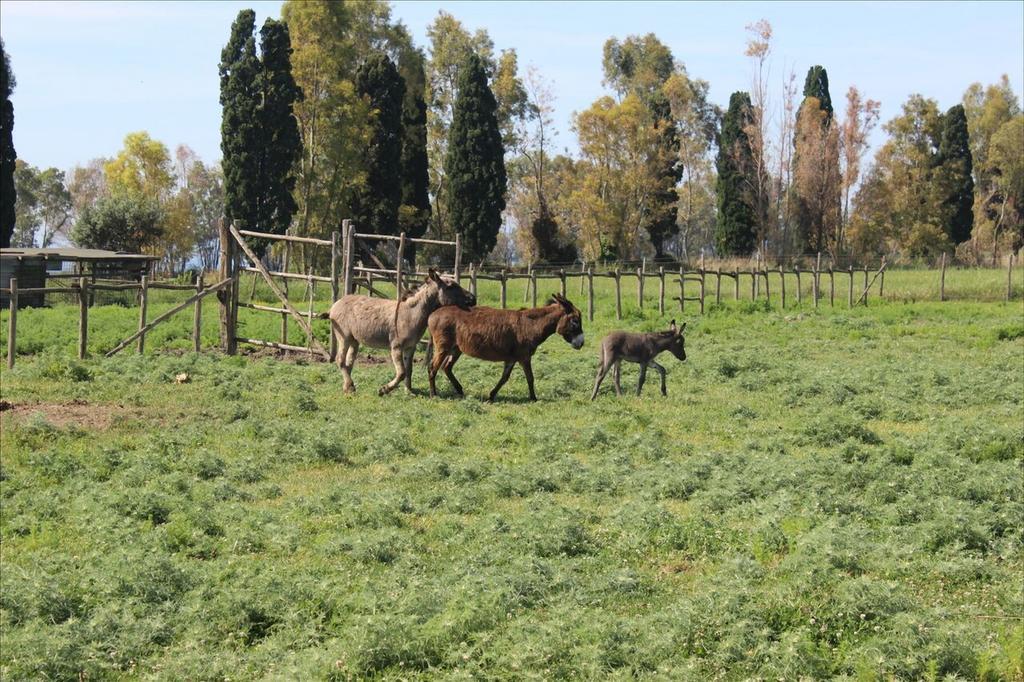 Podere Del Gesso タルクイーニア エクステリア 写真