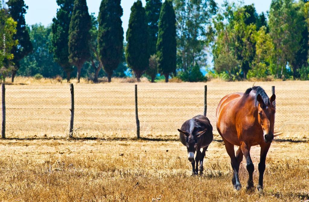 Podere Del Gesso タルクイーニア エクステリア 写真